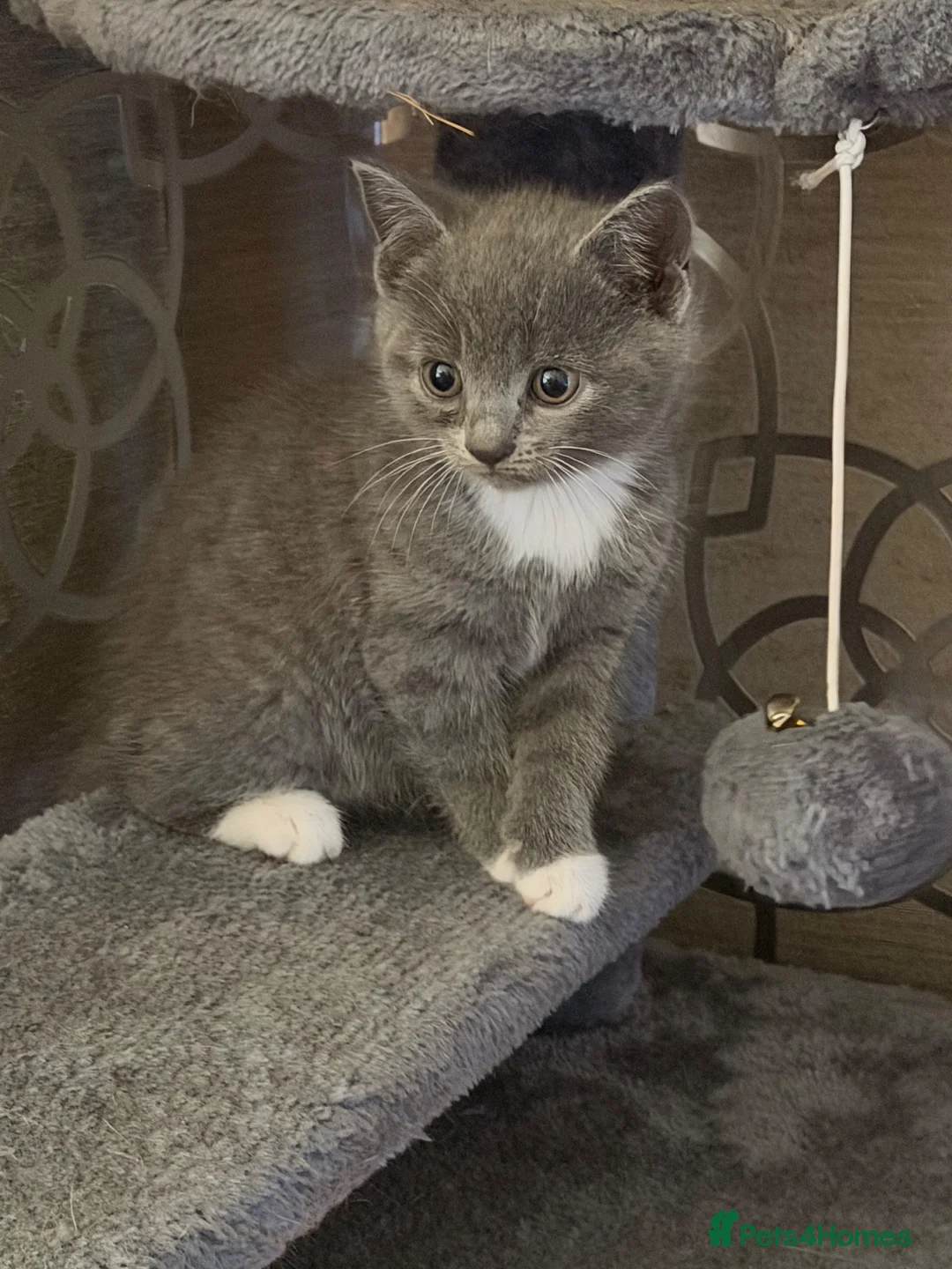 British Shorthair cats for sale: Beautiful British shorthair cross kitten - Advert 1