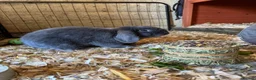 Mixed Breed rabbits for sale:  3 Lovely 1 year old rabbits that need rehoming  - Advert 2