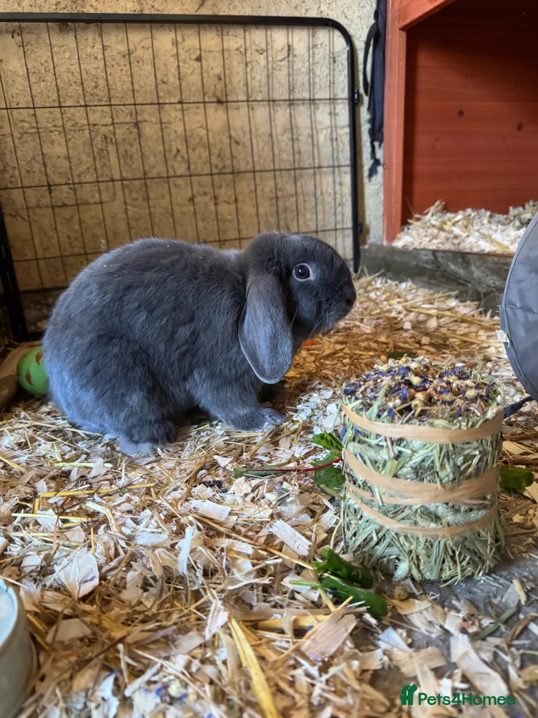 Mixed Breed rabbits for sale:  3 Lovely 1 year old rabbits that need rehoming  - Advert 2