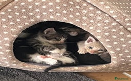 Mixed Breed cats for sale: Mainecoon/Bengal X kittens - Image 1