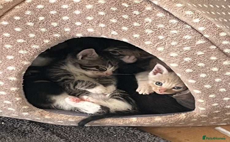 Mixed Breed cats - Advert 4