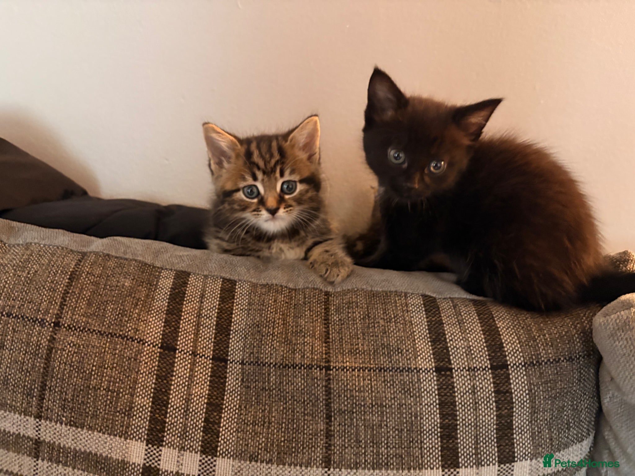 Mixed Breed cats for sale: Kittens for sale. - Advert 21