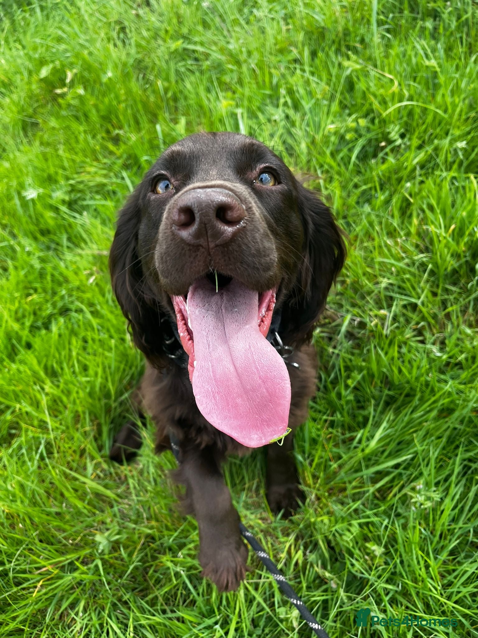 Cocker Spaniel dogs Male cocker Spaniel  - Advert 1