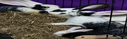 Continental Giant rabbits for sale: Beautiful giant rabbits  - Advert 11
