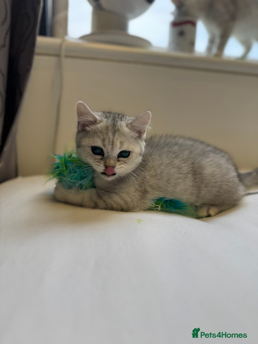 British Shorthair cats for sale: BSH kitten classic & chinchilla bloodline - Image 17