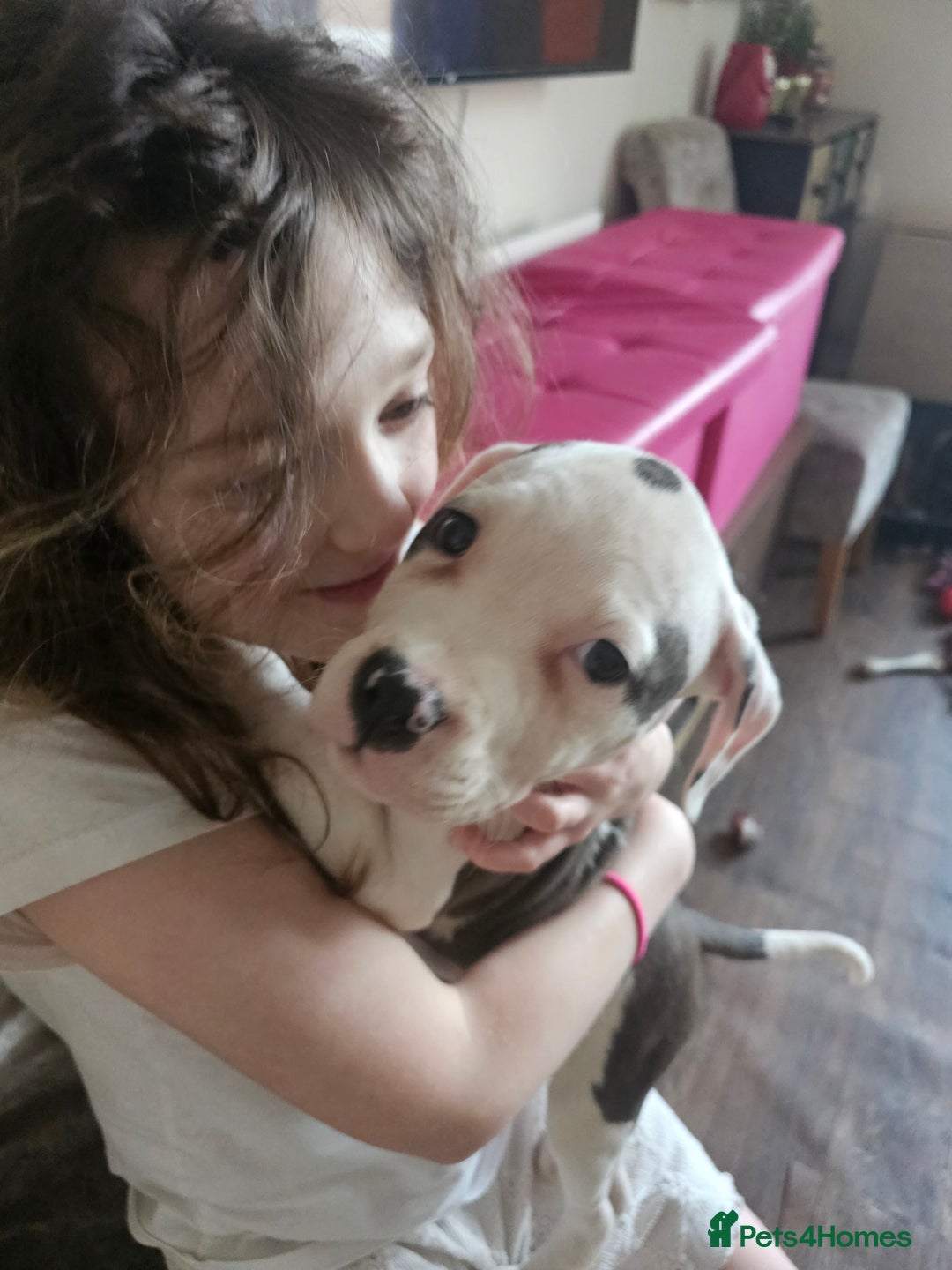 Mixed Breed dogs for sale: Staffordshire bull terrier cross puppies  - Advert 6