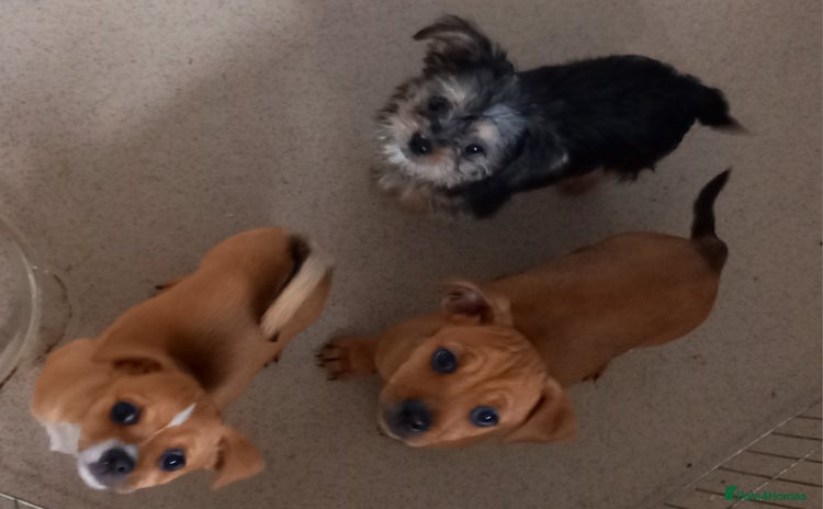 Mixed Breed dogs - Advert 4