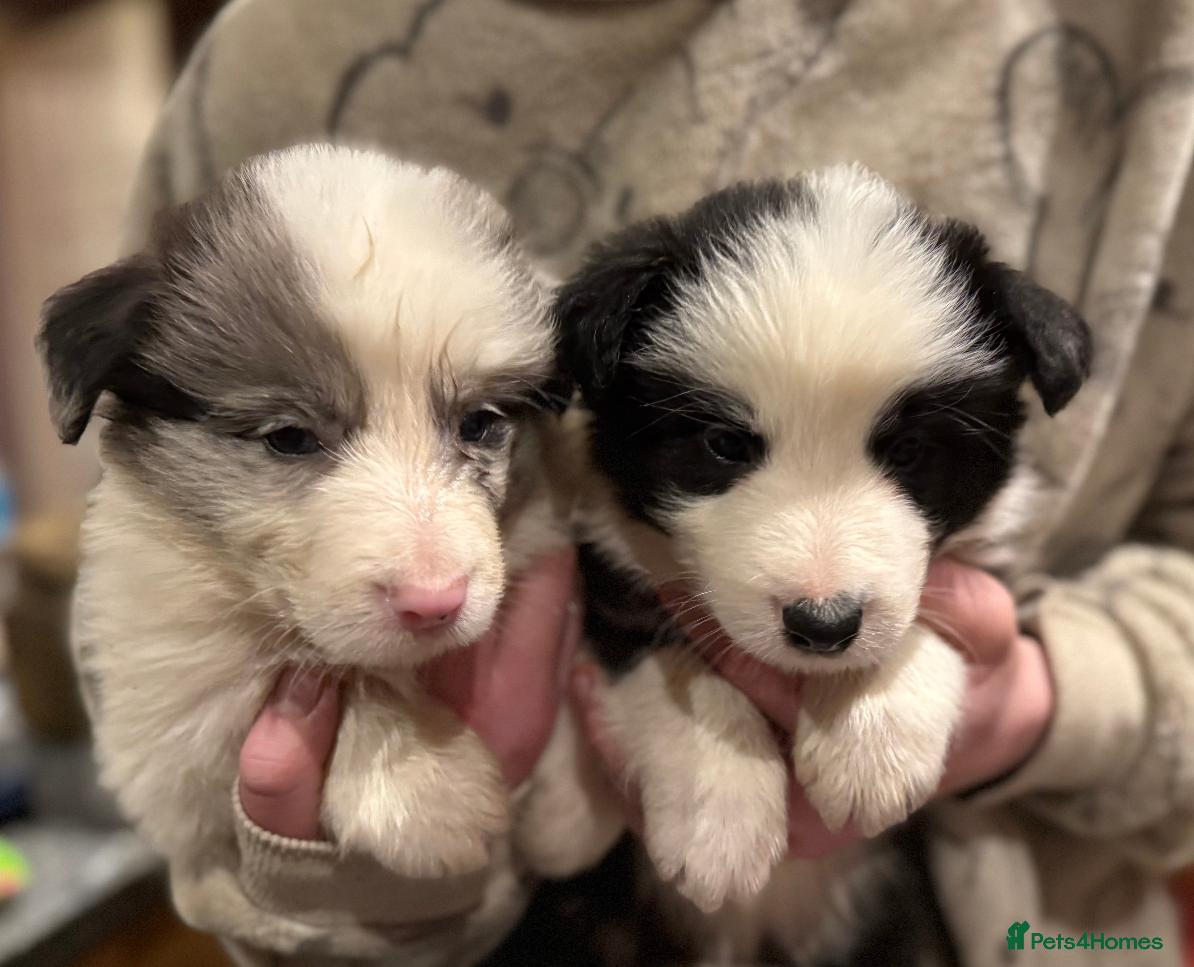 Border Collie dogs Long coated Border Collie pups  - Advert 6
