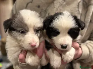Border Collie dogs Long coated Border Collie pups - Advert 6