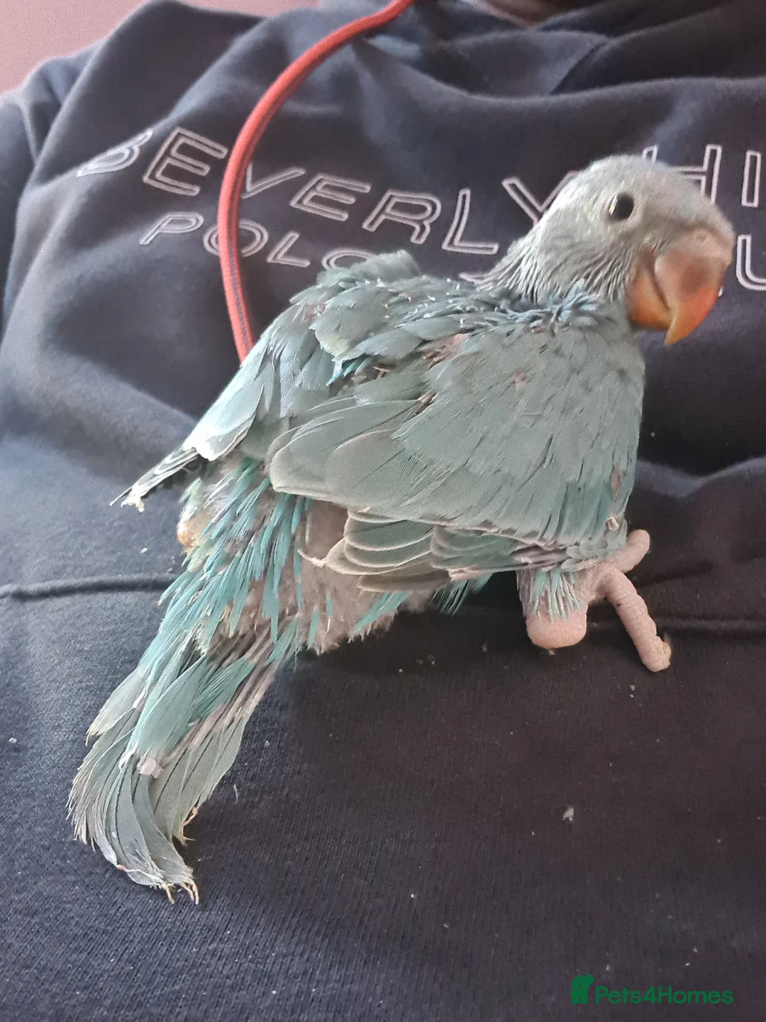 Ringnecks birds for sale: Hand reared baby ringnecks in Coventry - Advert 2