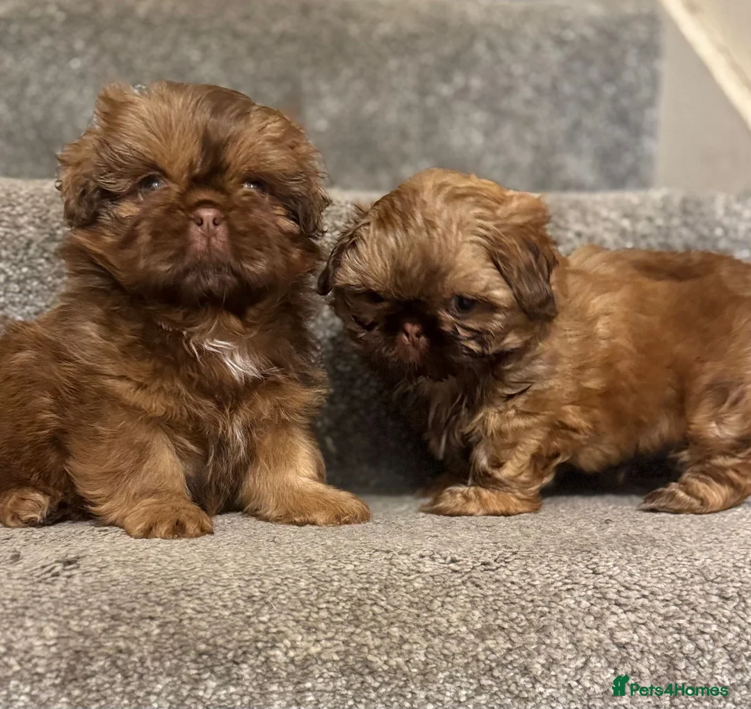 Shih Tzu dogs for stud: 🐶💎 Bumble – Imperial Shih Tzu Stud, kc reg 💎🐶 in Liverpool - Advert 8
