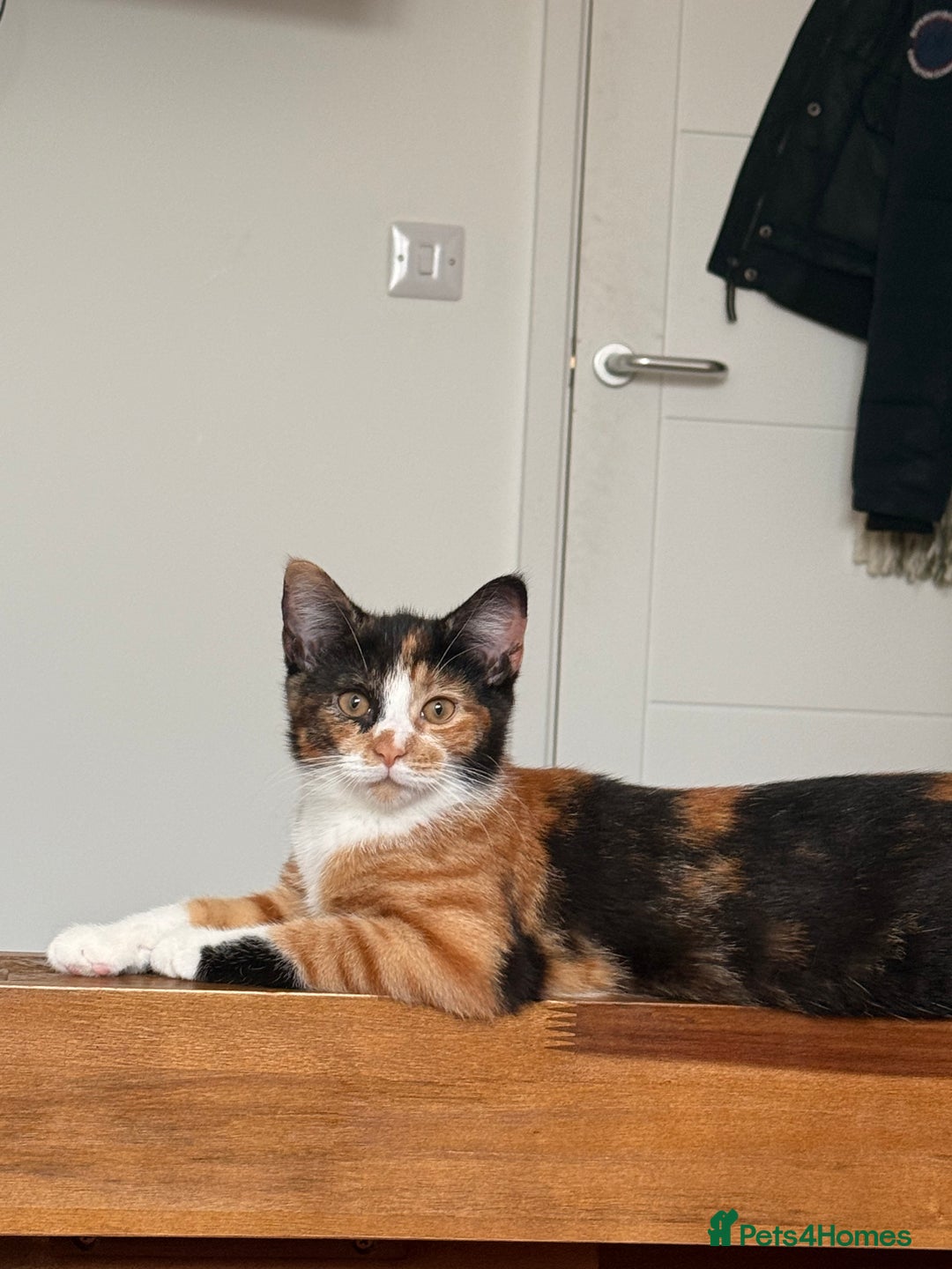 Mixed Breed cats for sale: Calico kittens both female  - Advert 2