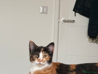 Mixed Breed cats Calico kittens both female - Advert 3