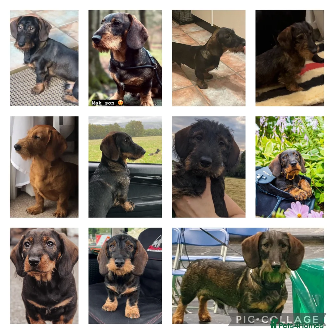 Dachshund dogs for stud: CH health tested Teckel Stud  in Skipton - Advert 5