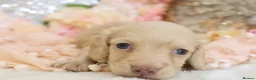 Miniature Dachshund dogs for sale: KC Longhair Miniature Dachshund Puppies in Wisbech - Advert 21