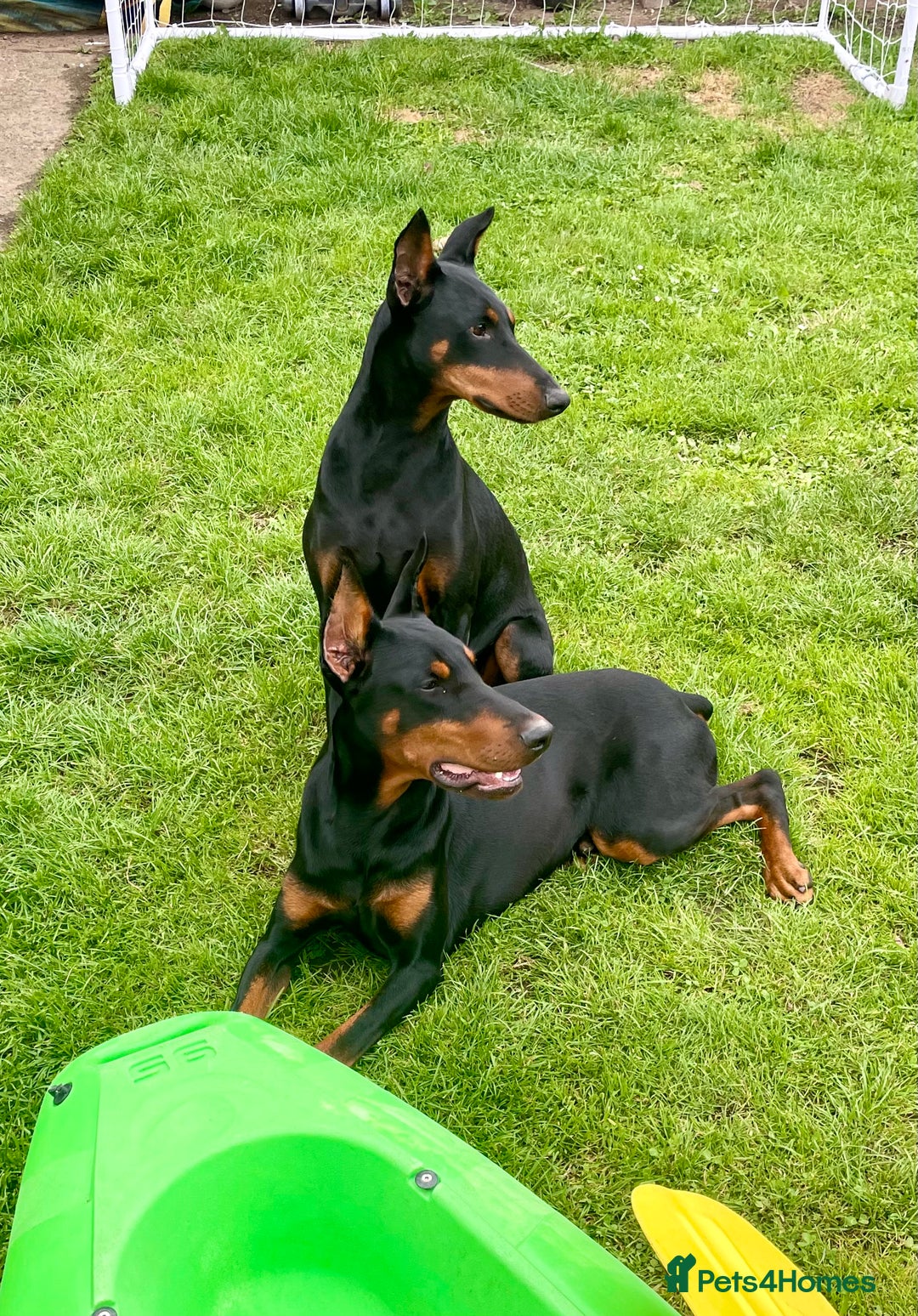 Dobermann dogs for sale: Doberman pups - Advert 18