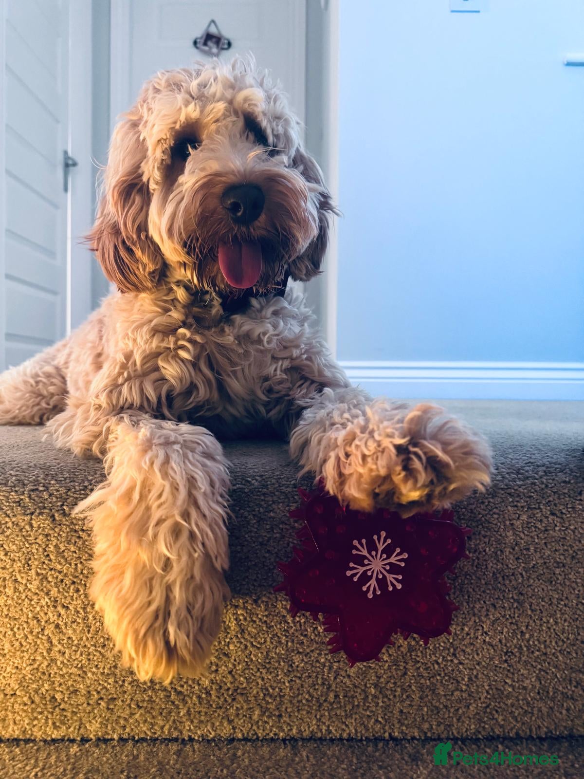 Cockapoo dogs Cockapooh  - Advert 1