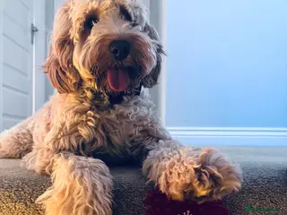 Cockapoo dogs Cockapooh - Advert 1