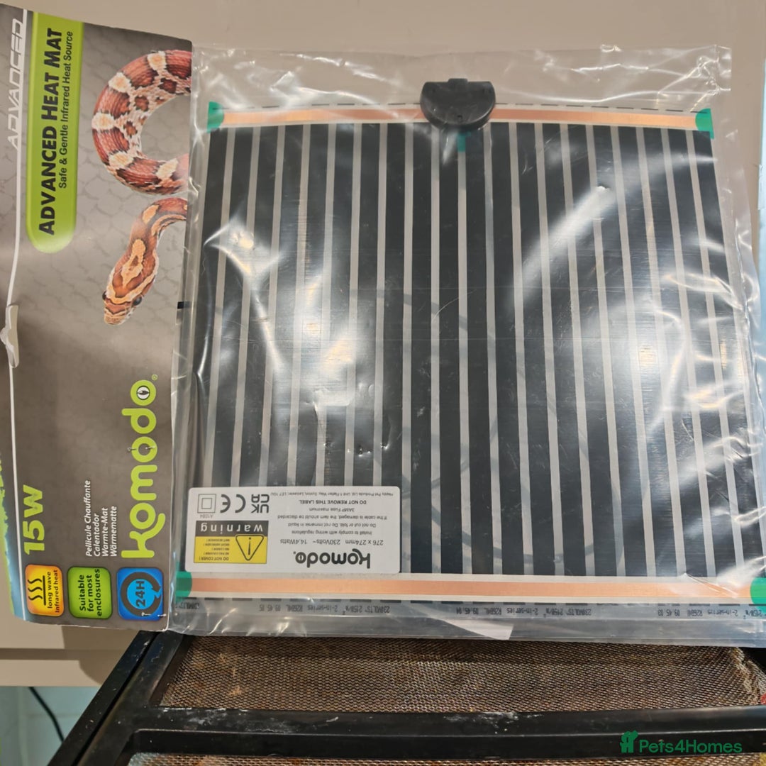 Gecko reptiles for sale: Created gecko lily pluss viv - Advert 4