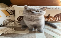 British Shorthair cats for sale: Kind Souls Fluffy Coats British Shorthair Kittens - Image 32