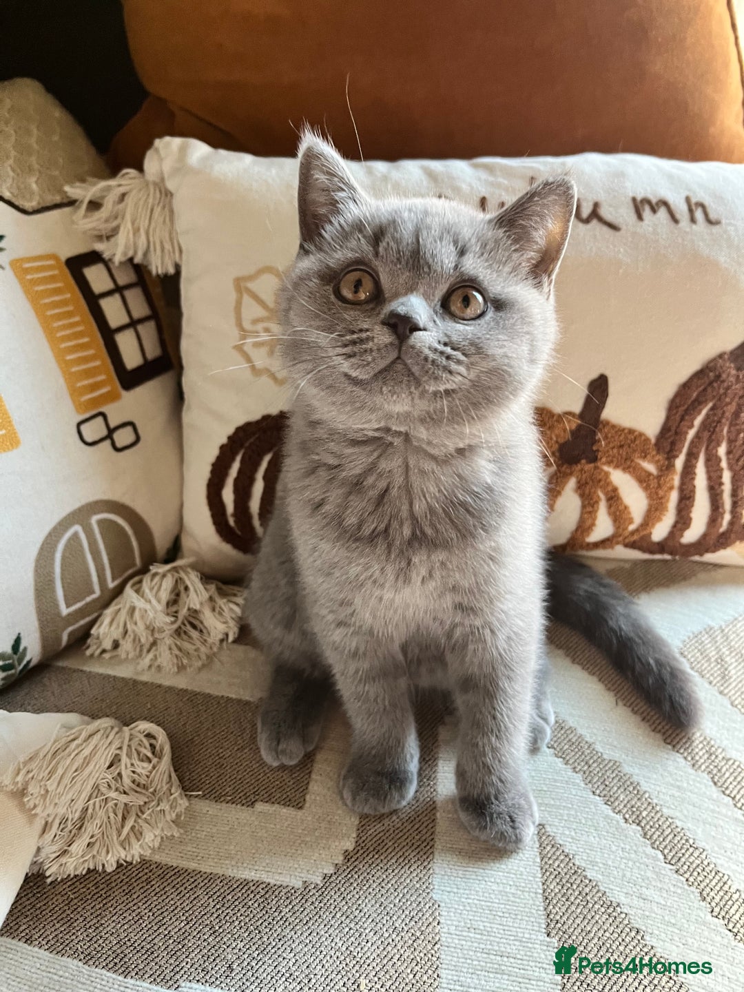 British Shorthair cats for sale: Kind Souls Fluffy Coats British Shorthair Kittens - Image 32
