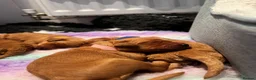 Double Doodle dogs for sale: Doubledoodle puppies  - Advert 10