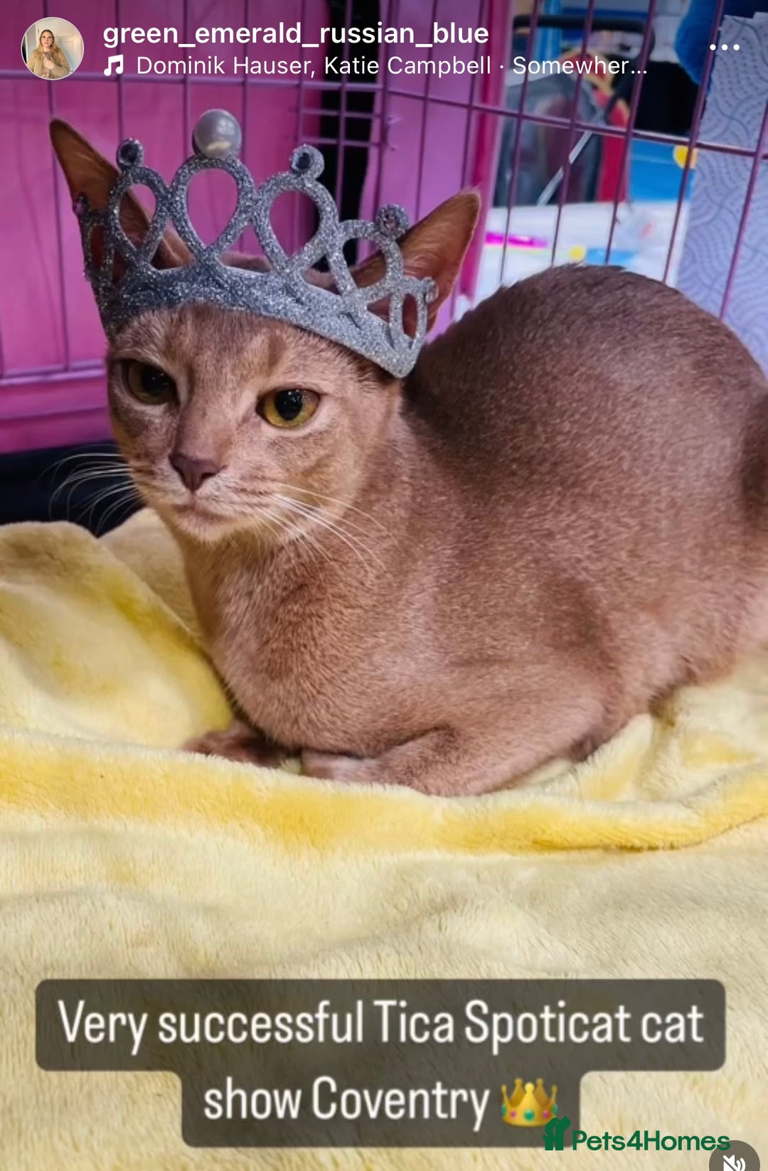 Abyssinian cats for sale: Pure pedigree fawn Abyssinian kittens 🐱  - Advert 25