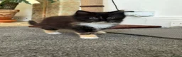 Mixed Breed cats for sale: Kittens for good homes - Advert 33