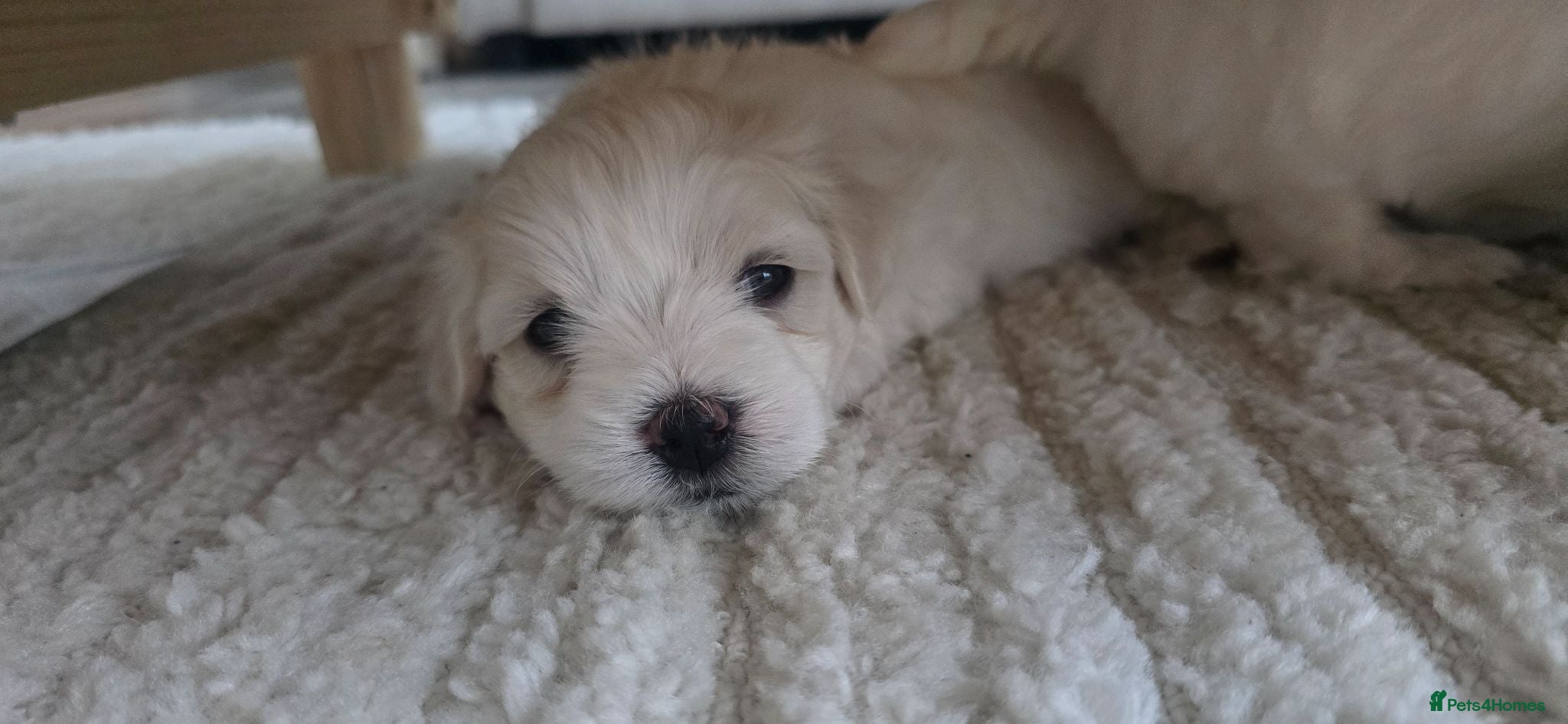 Maltese dogs Maltese 3 Boys 2 Girls   - Advert 14