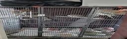 Cockatiels birds for sale: Ultra tamed pair of cockatiels with large cage  - Advert 1