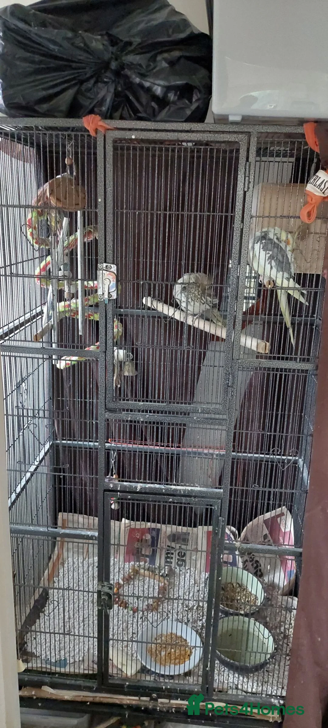 Cockatiels birds for sale: Ultra tamed pair of cockatiels with large cage  - Advert 1