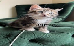 Mixed Breed cats for sale: Kittens for sale  - Image 9