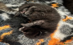 Domestic Shorthair cats for sale: 6 beautiful kittens for sale. - Image 9