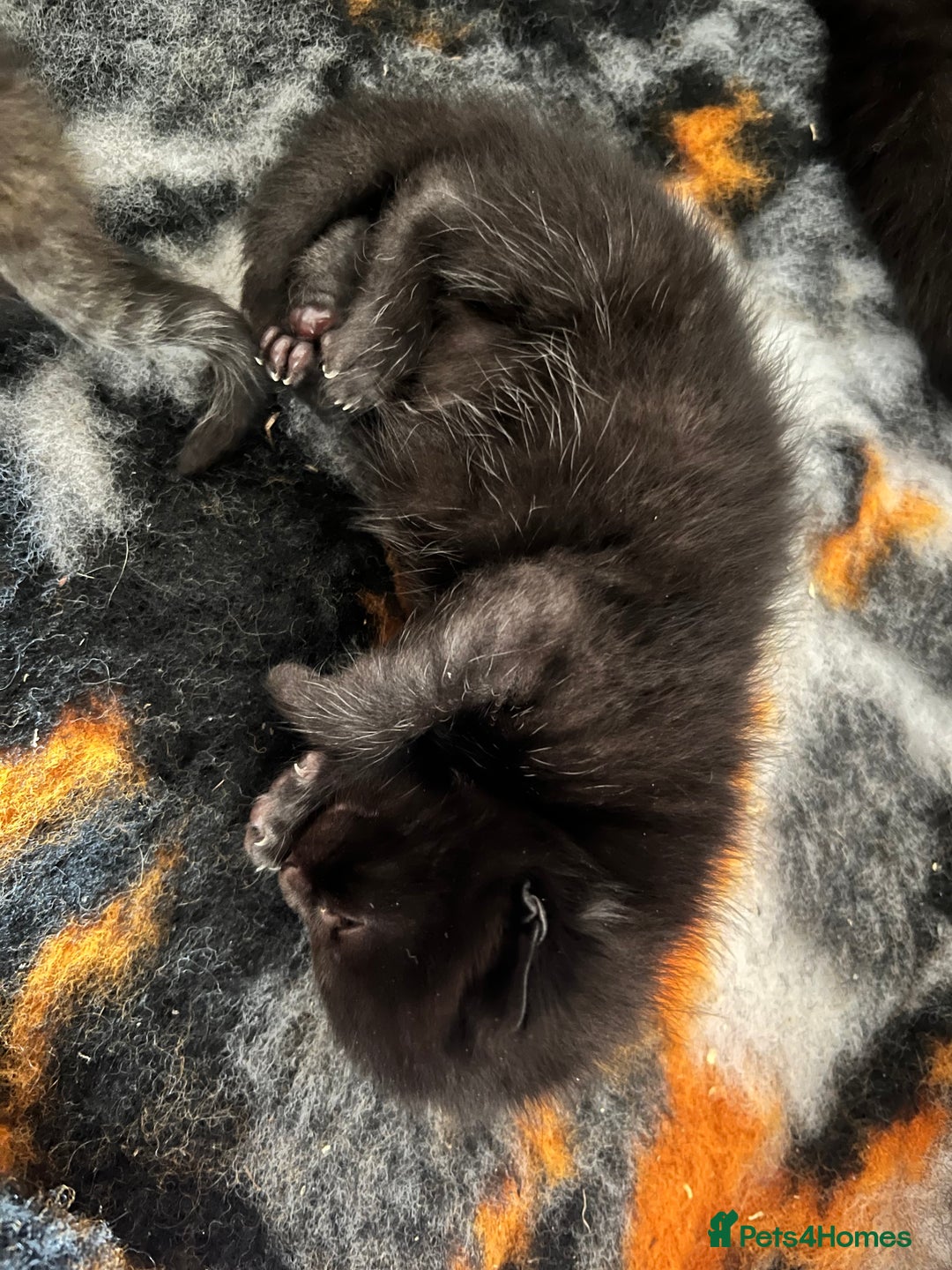 Domestic Shorthair cats for sale: 6 beautiful kittens for sale. - Image 9