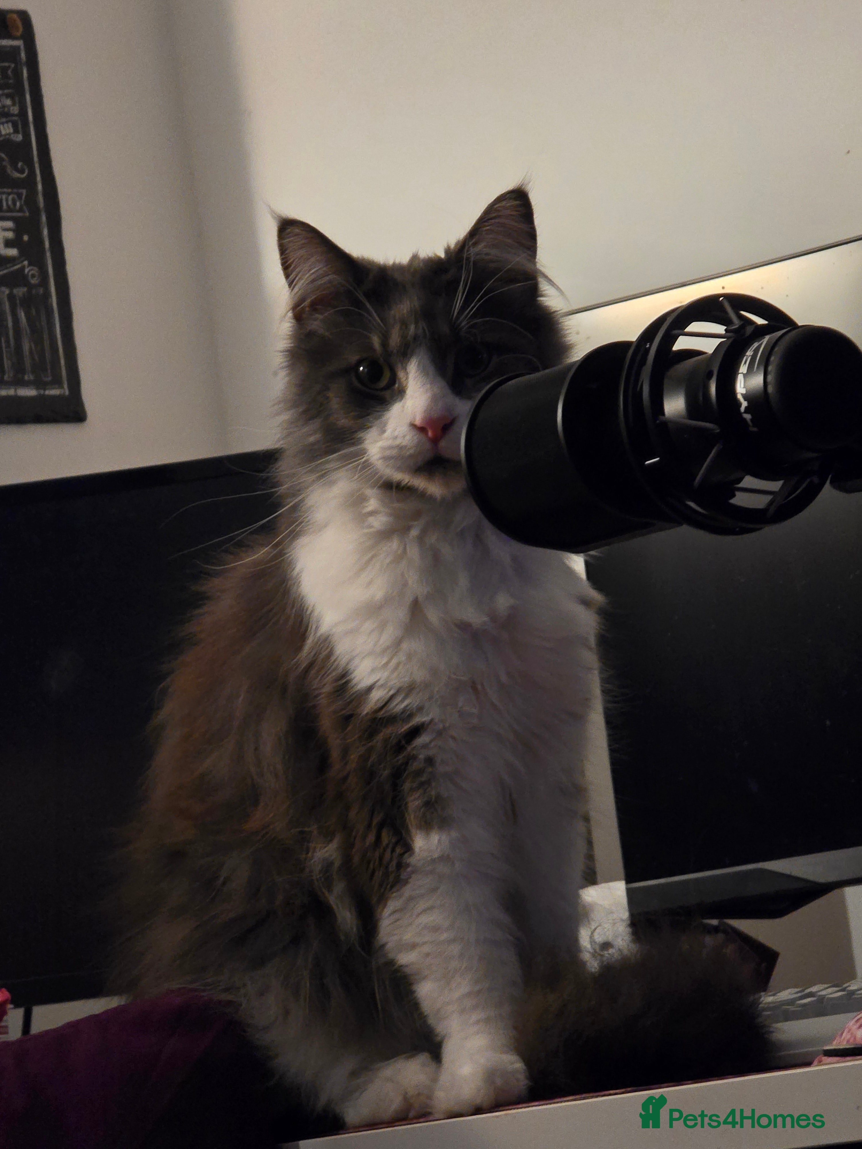 Maine Coon cats 5* Home only maine coon rehome 2 years old - Advert 1