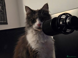 Maine Coon cats 5* Home only maine coon rehome 2 years old - Advert 6