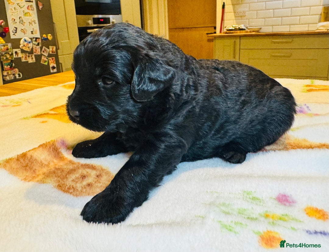 Labradoodle dogs for sale: Chunky Labradoodle Babies 🐾🐾🐾 - Image 12