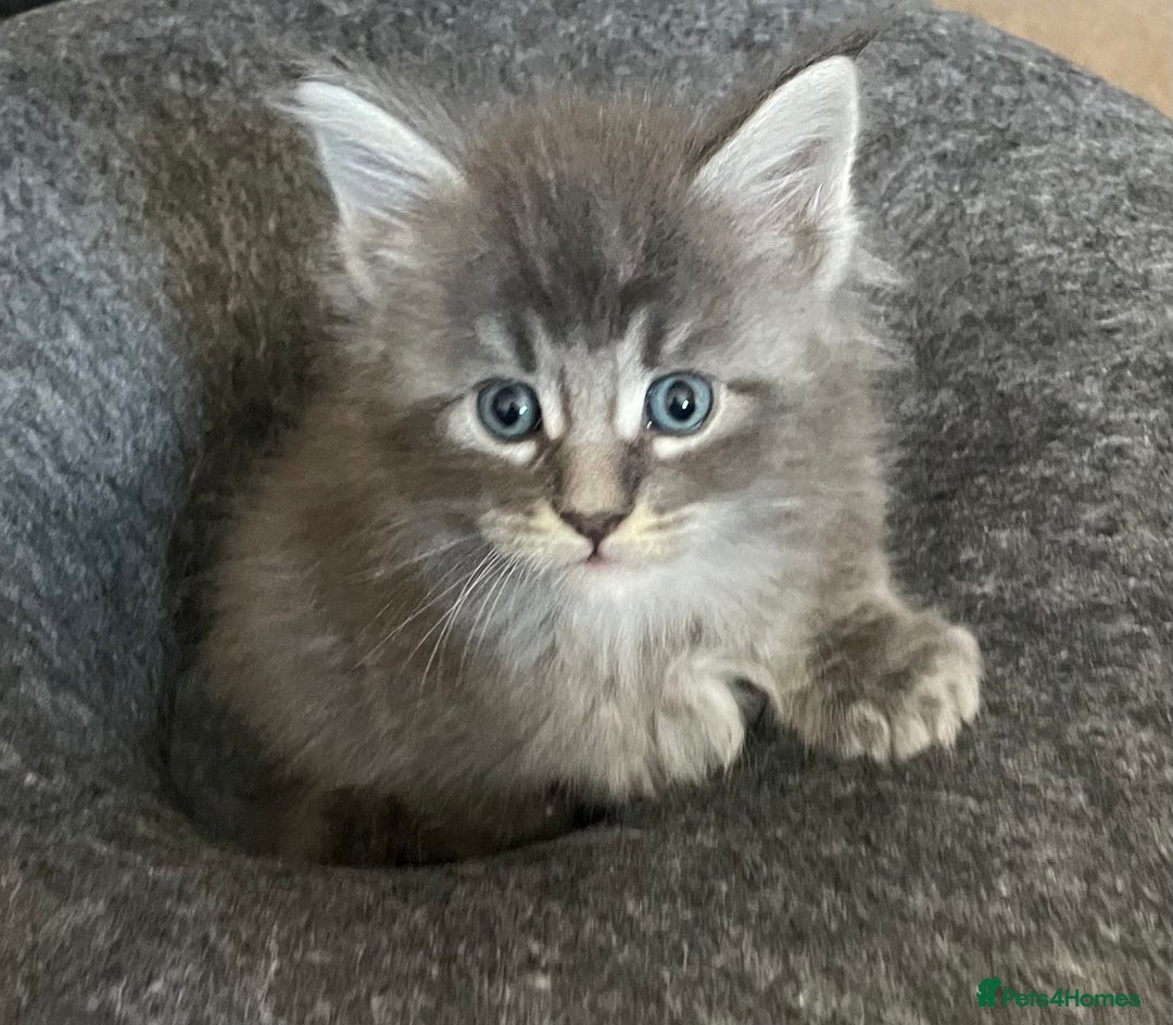 Maine Coon cats for sale: GCCF registered Maine Coon kittens  - Image 7