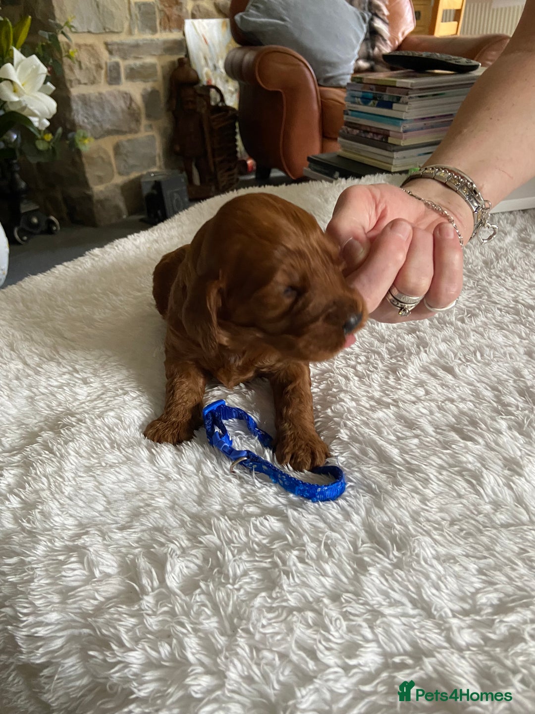 Irish Doodle dogs for sale: Stunning F1 mini Irish  Doodles  - Image 14