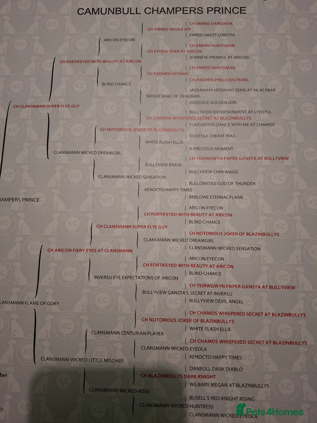 English Bull Terrier dogs for sale: 7 month old english bull terrier  - Advert 13