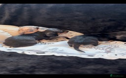 Miniature Dachshund dogs for sale: Beautiful litter of miniature dachshunds - Image 8