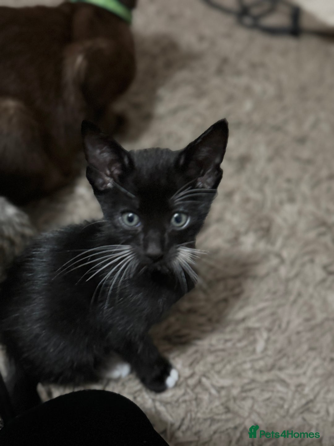 Mixed Breed cats for sale: Sweet kittens for sale  - Advert 5