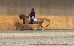 Connemara horses for sale: Looking for a forever home - Image 1
