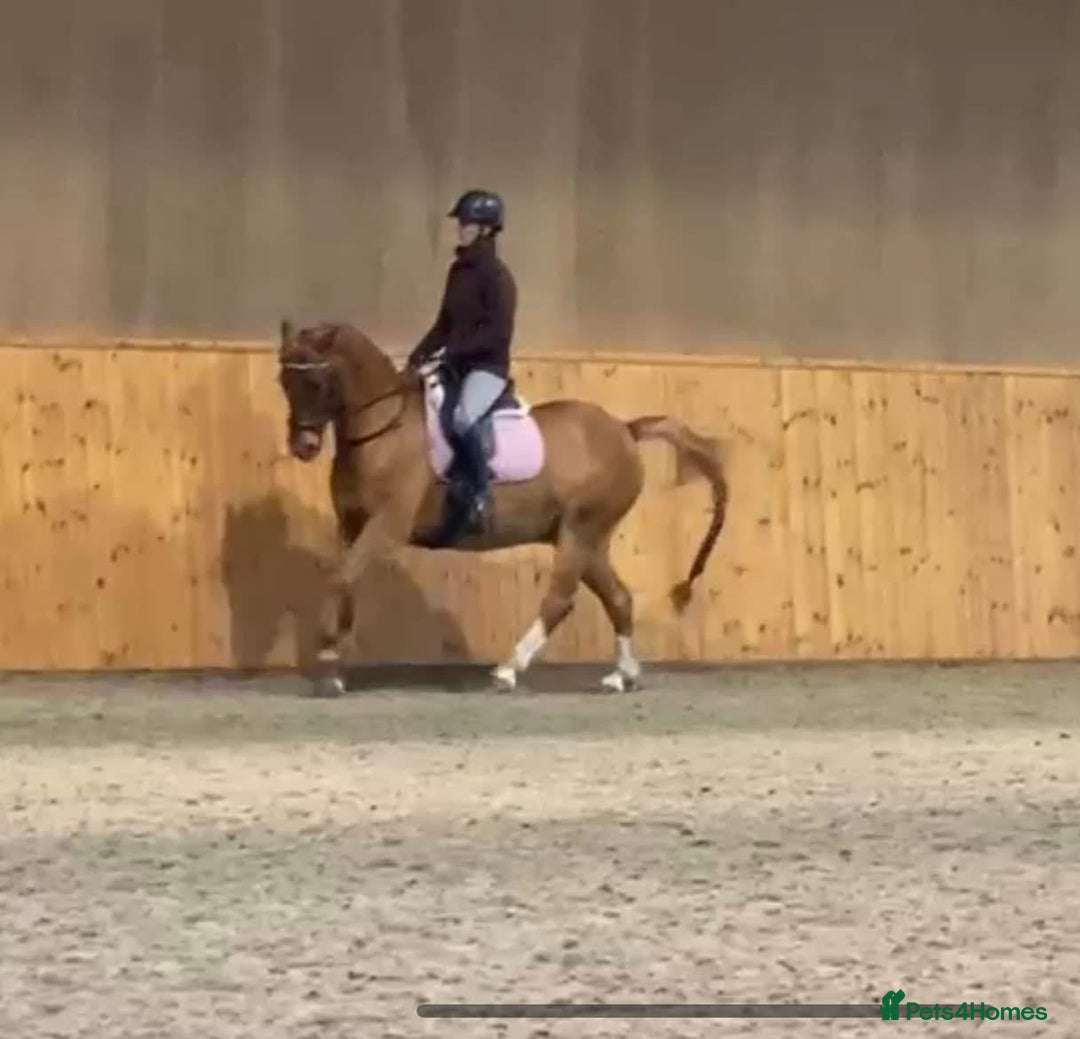 Connemara horses for sale: Looking for a forever home - Image 1