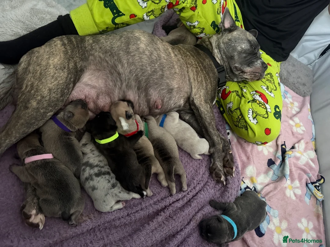 French Bulldog dogs for sale: 3 quarters frenchie quarter staff in Wokingham - Advert 1