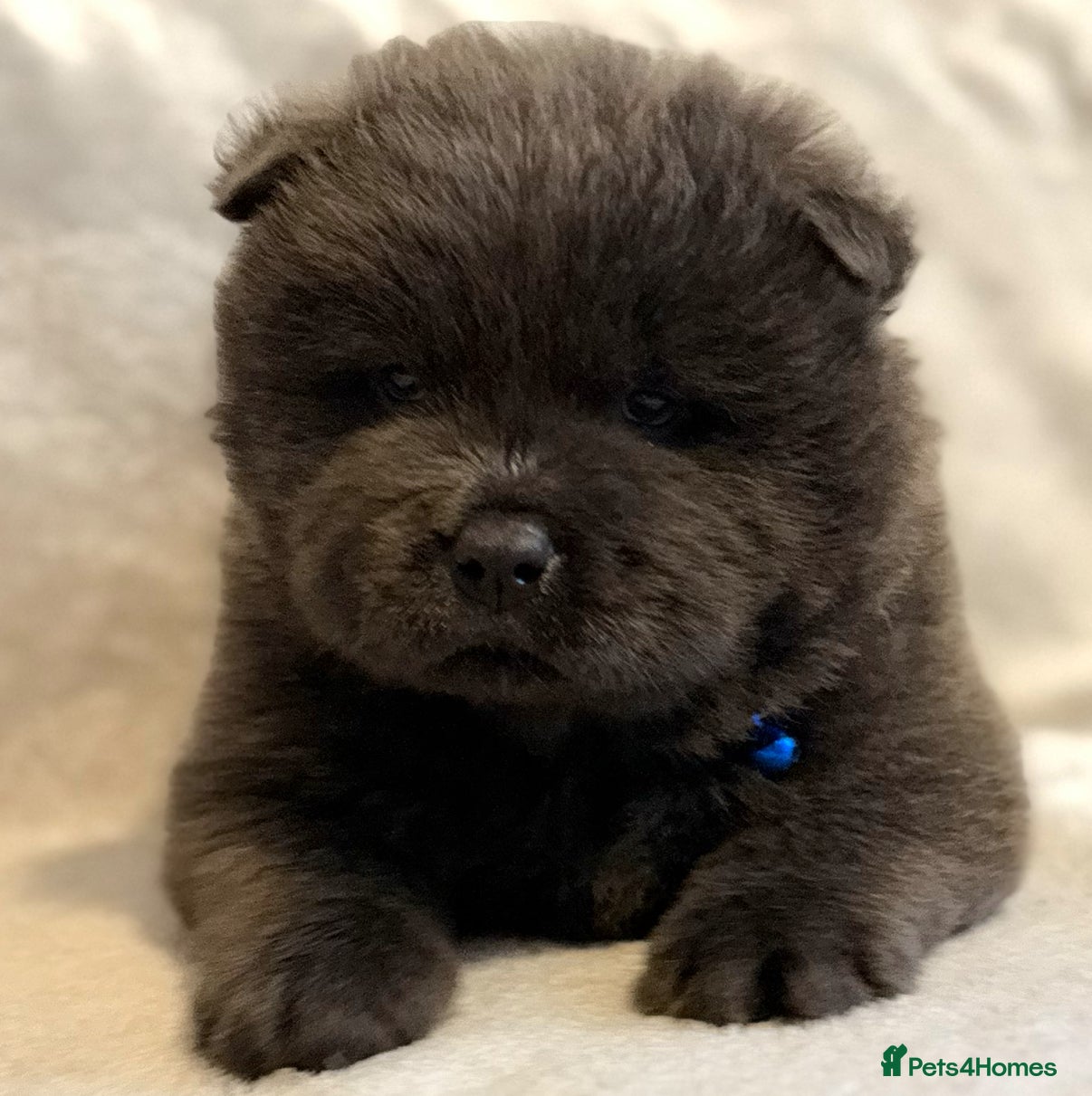 Chow Chow dogs KC Reg Chow Chow Puppies  - Advert 6