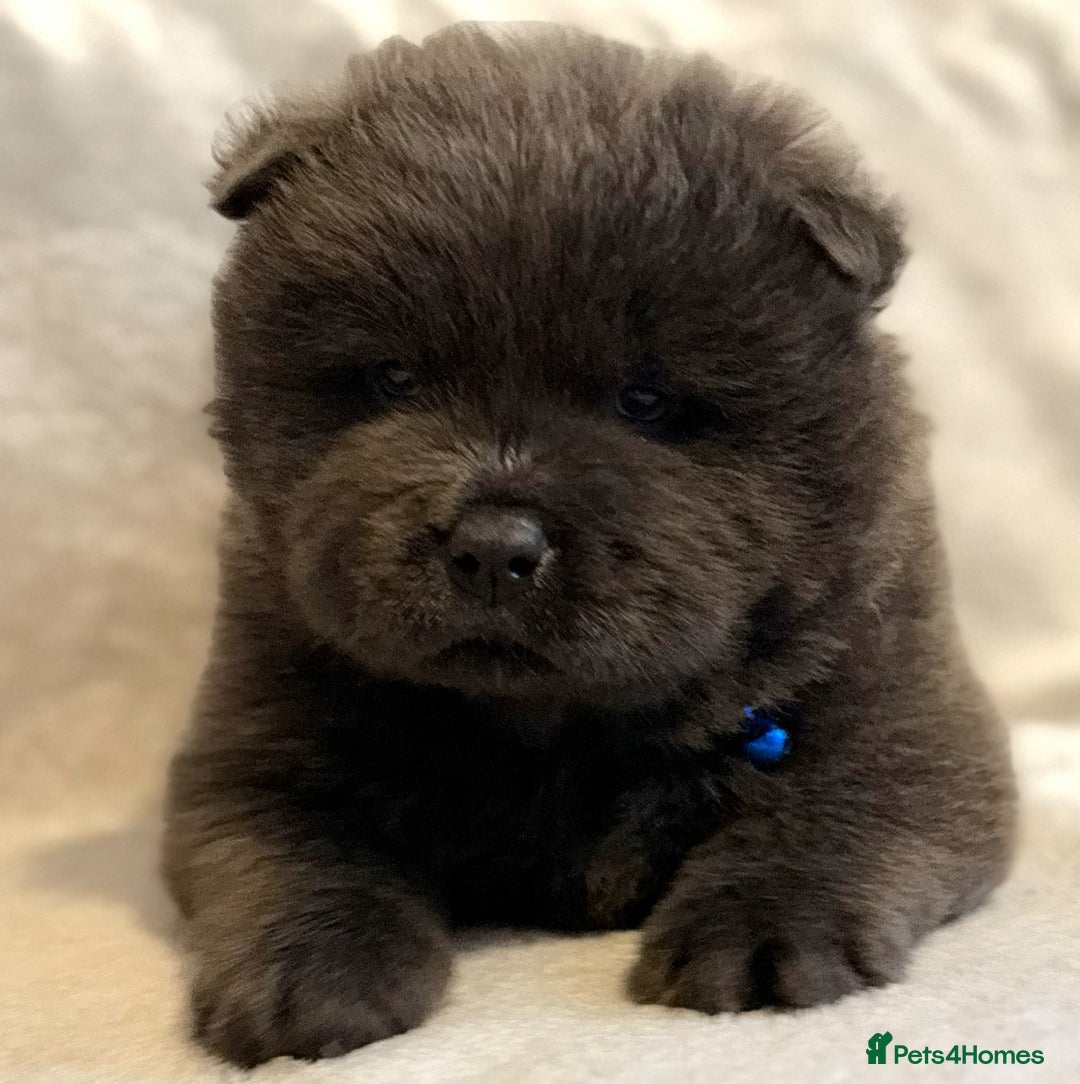 Chow Chow dogs for sale: KC Reg Chow Chow Puppies  - Advert 27