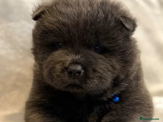 Chow Chow dogs KC Reg Chow Chow Puppies - Advert 6