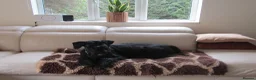 Giant Schnauzer dogs for sale: Royal Kennel Club Registered Puppies. - Advert 6