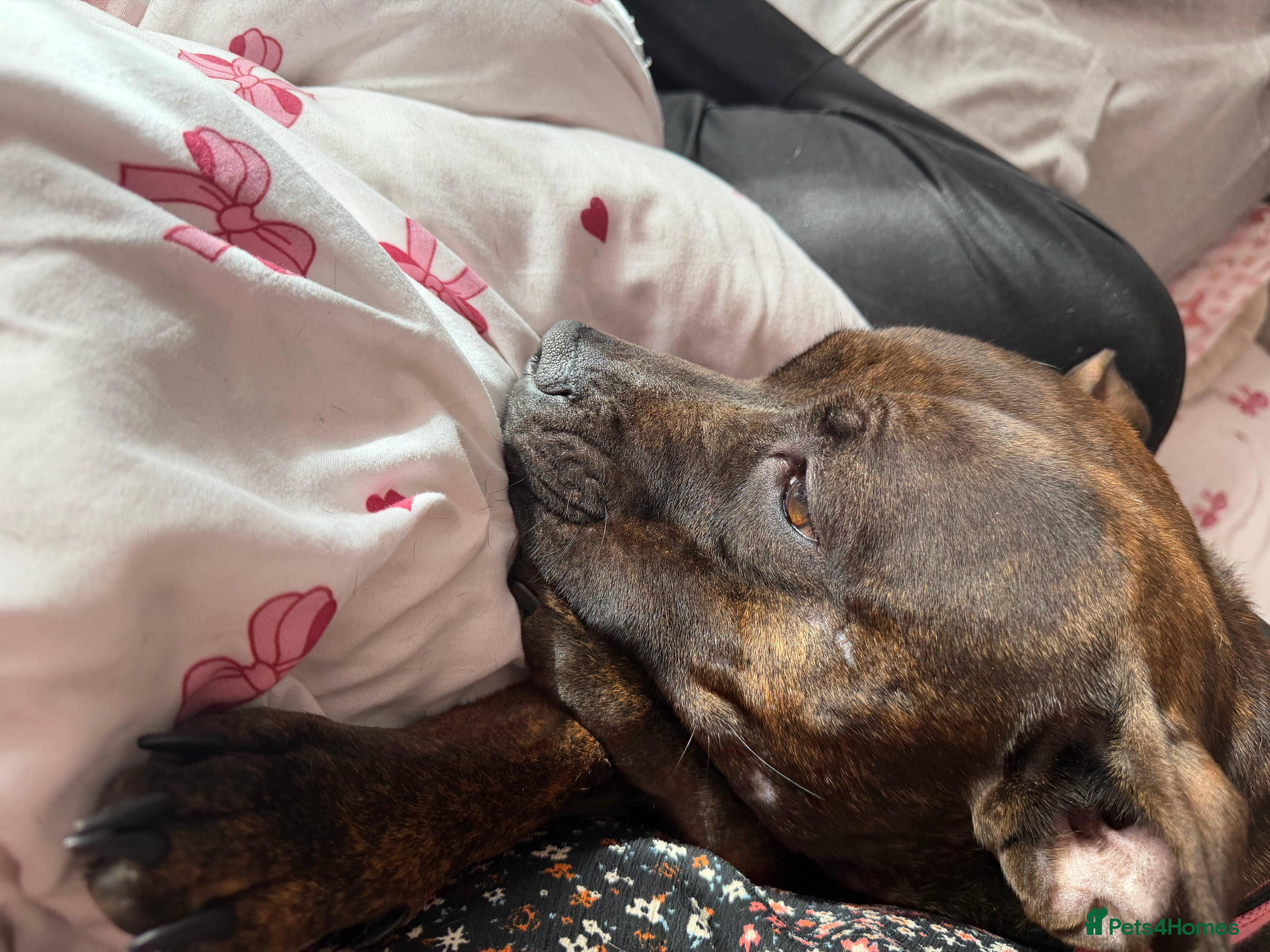 American Bull Staffy dogs Looking for a stud for my loving girl  - Advert 9